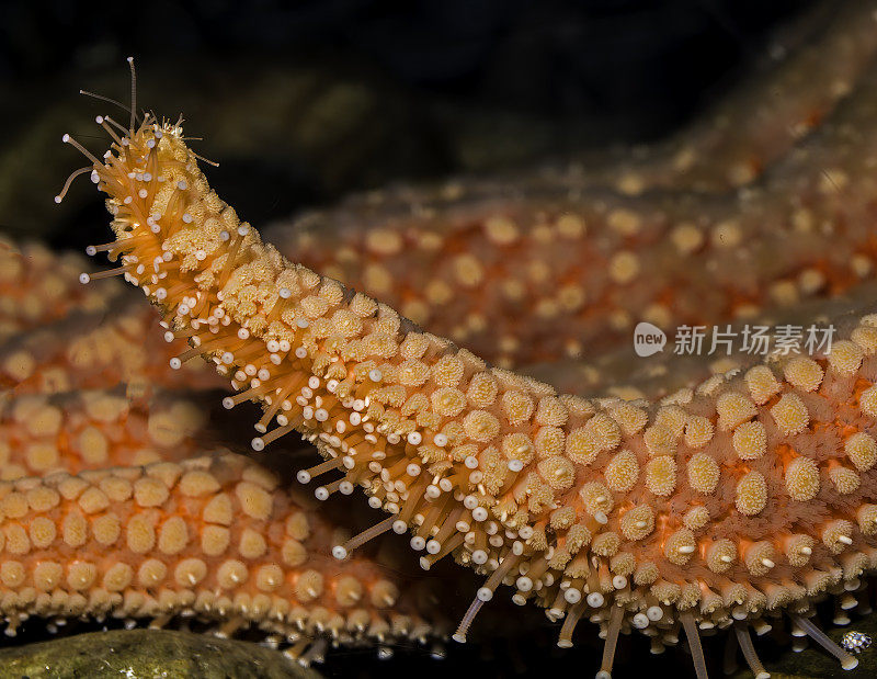 Pycnopodia helianthoides，通常被称为向日葵海星，是一种大型海星发现在东北太平洋。阿拉斯加的科迪亚克。管脚和下表面。